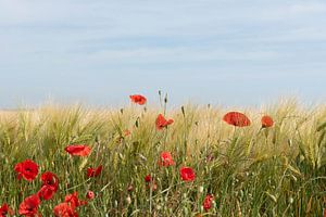 Mohnblumen