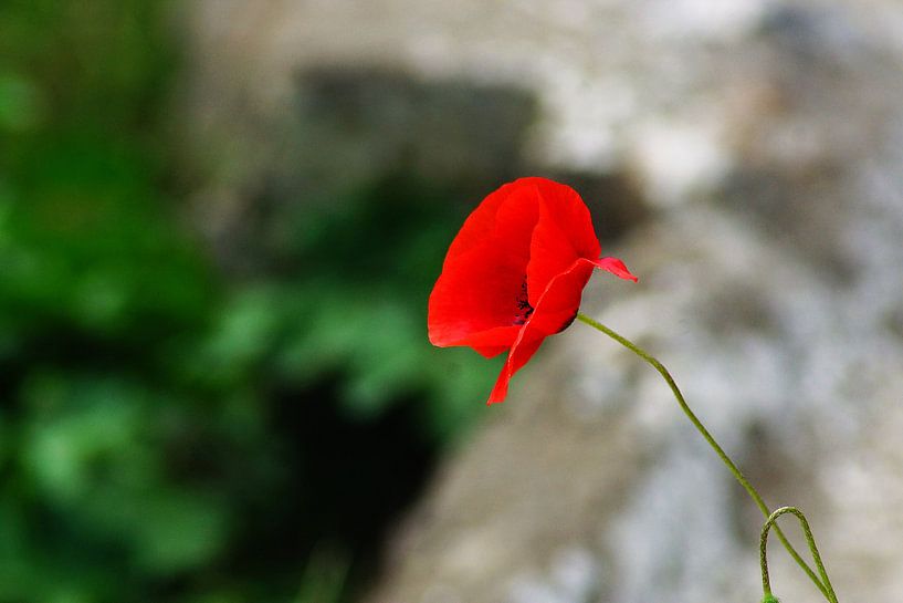 Red by Gerda Venema