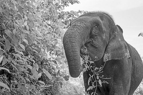 L'œil de l'éléphant