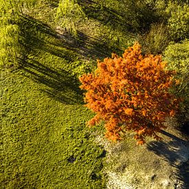 Arbre rouge vu d'en haut sur Frank Maters