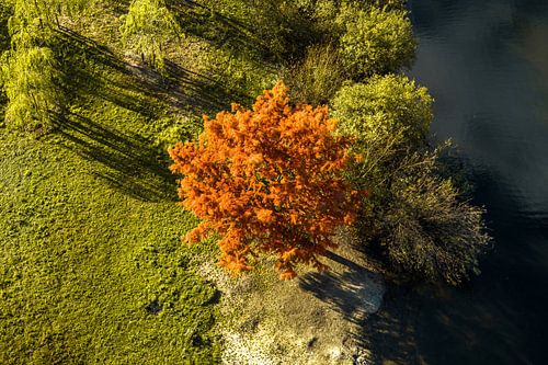 Rode boom van bovenaf gezien van Frank Maters