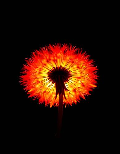 „Ember Dandelion III“
