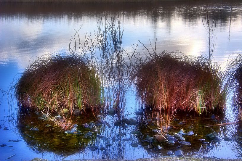 Plantes aquatiques par Edgar Schermaul
