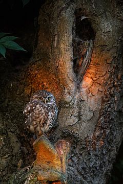 Little Owl / Minervas Owl ( Athene noctua ) perched on a pollard tree in front of its hollow, in fir by wunderbare Erde