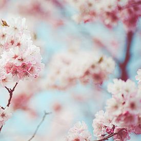 Roze Japanse kersenbloesem met baby blauwe lucht van Denise Tiggelman