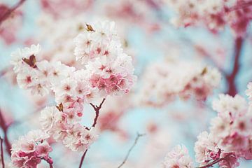 Pink Japanese cherry blossom with baby blue sky by Denise Tiggelman