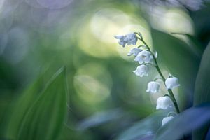 Les rêves de Lily