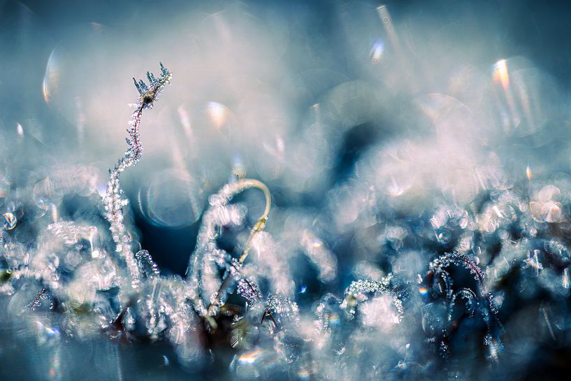 buntes abstraktes Moos von Jan Linskens