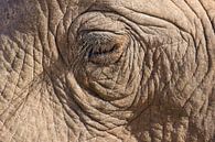 Oog van een Afrikaanse olifant. van Ron Poot thumbnail