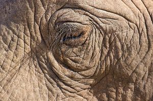 Oog van een Afrikaanse olifant.