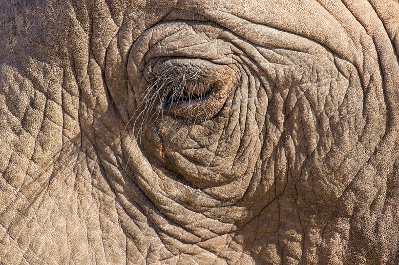The head of an African elephant up close by Ron Poot
