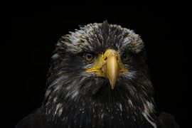 Close-up eagle by JDolky