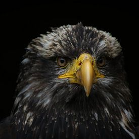 Close-up arend van JDolky