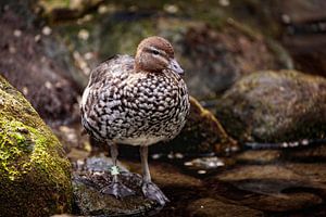 Ente