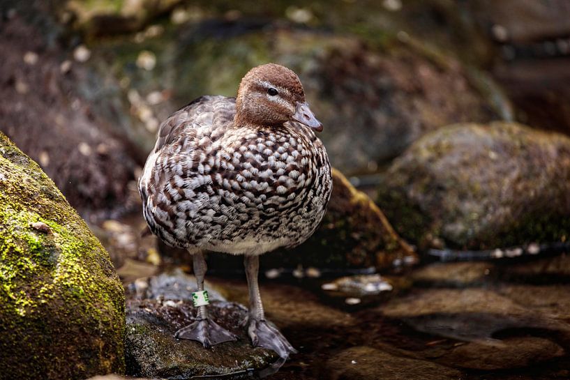 Duck by Rob Boon