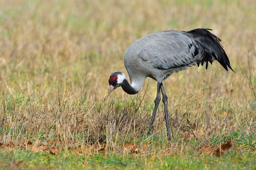 Grauer Kranich von Karin Jähne