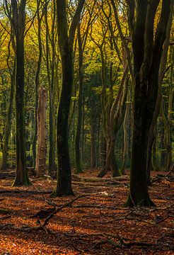 Het Speulderbos van Eelke Brandsma