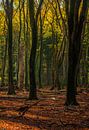 La forêt de Speulder par Eelke Brandsma Aperçu