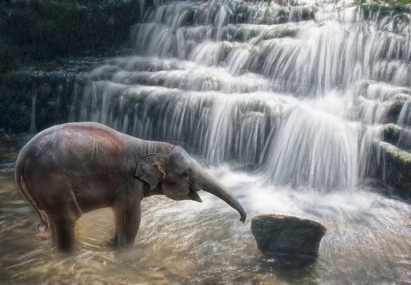 Kleine olifant bij waterval van Marcel van Balken