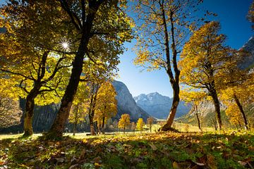 Herfst sfeer op de "Large Maple Ground' Ground" van Andreas Müller