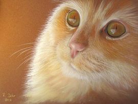 Cat´s eyes by Renate Dohr