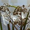 Pflanzen im Morgennebel mit Tau auf Spinnennetz von Trinet Uzun