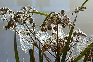 Pflanzen im Morgennebel mit Tau auf Spinnennetz