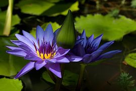 Nymphaea water lily is a genus of aquatic plants in the water lily family by W J Kok