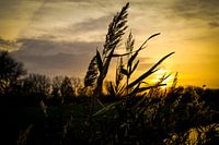 Dancing reed plumes at sunset