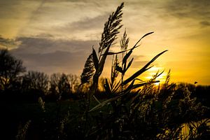 Plumes de roseaux dansantes au coucher du soleil