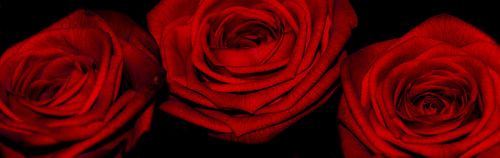 Rozen
