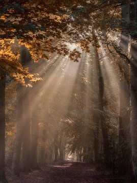 Magic Forest by Dennis Borman