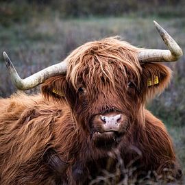 Scottish Highlander ruminating and looking into the camera by Rob Rollenberg