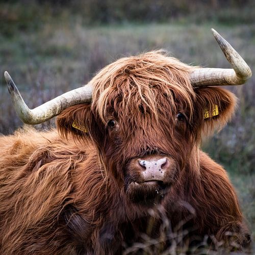 Scottish Highlander ruminating and looking into the camera