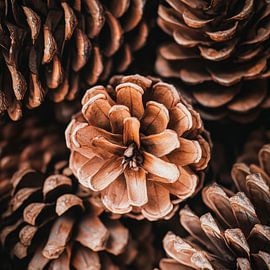 Zapfen Vielfalt von Poster Art Shop