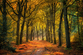 Rays of Sun by Rigo Meens