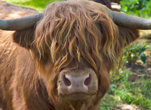 Bovins écossais des Highlands