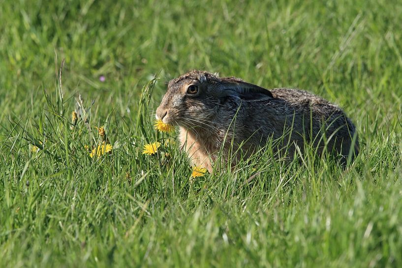 Feldhase (Lepus europaeus) Insel Texel Holland von Frank Fichtmüller