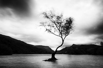 eenzame boom, zwart-wit