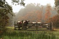 Koeien op het land ( Friesland ) Herfst van Fotografie Sybrandy thumbnail