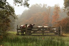 Cows in the fields ( Friesland ) Autumn