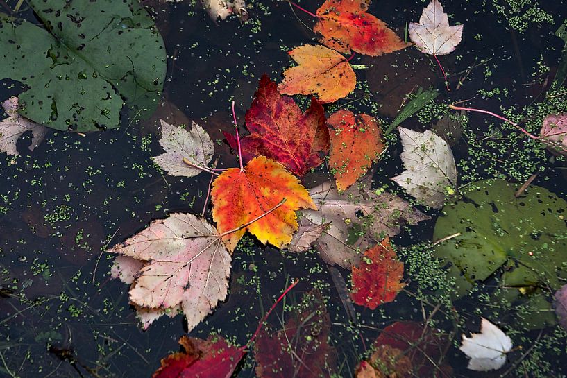 Herfstblad van Ruud de Soet