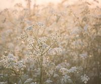 Flowers in the morning sun