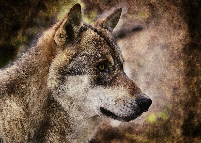 Wolf by Mateo