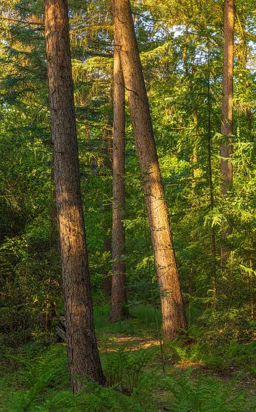 Sunrise Noordlaaderbos (Groningen) Netherlands by Marcel Kerdijk