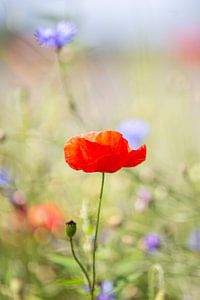 Mohn in einem Feld von Wildblumen 2 von Evelien Oerlemans