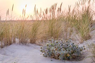 Stranddistel in den Dünen auf der Ellenbogen-Halbinsel, Sylt von Christian Müringer