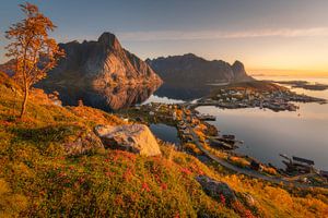 Lever de soleil dore au-dessus de Hamnoy