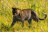 Léopard en chasse