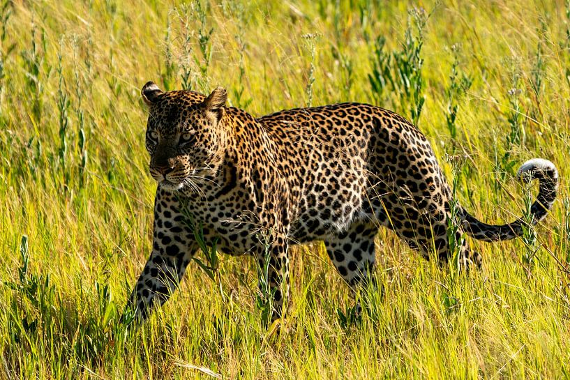 Leopard on the hunt by Johannes Jongsma
